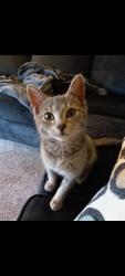 Lost Female Cat last seen Woodruff Road, Greenville, SC 29615
