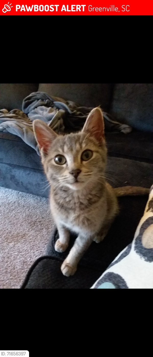 Lost Female Cat last seen Woodruff Road, Greenville, SC 29615