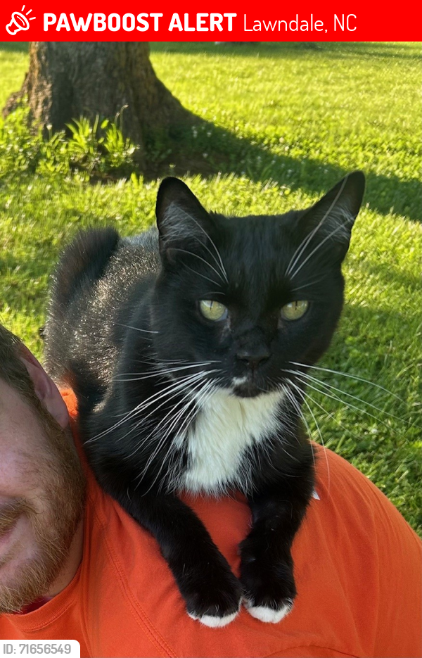 Lost Male Cat last seen Merton Rd & HWY 18/Fallston Road, Lawndale, NC 28090