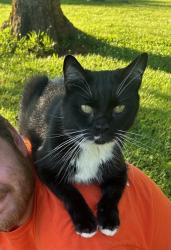 Lost Male Cat last seen Merton Rd & HWY 18/Fallston Road, Lawndale, NC 28090