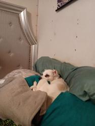 Lost Female Dog last seen Corner of M Street and Chase Street, Pensacola, Florida, Pensacola, FL 32502