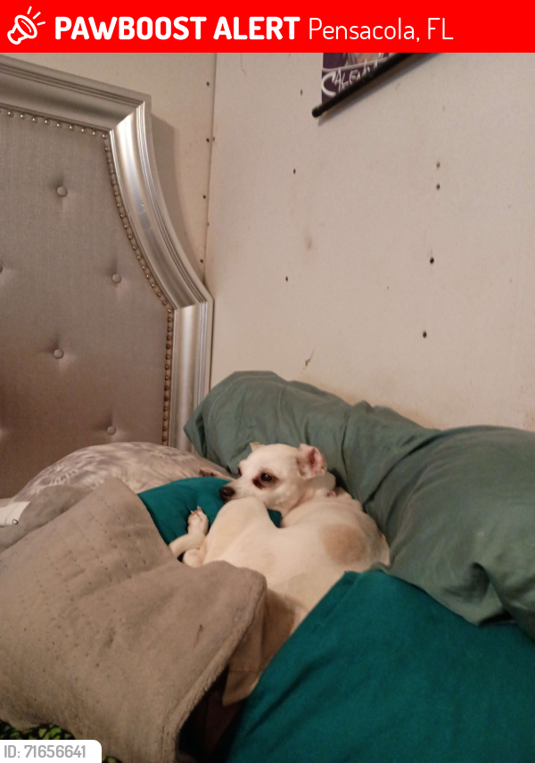 Lost Female Dog last seen Corner of M Street and Chase Street, Pensacola, Florida, Pensacola, FL 32502