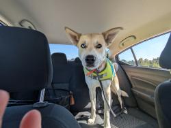 Lost Male Dog last seen Curtis rd and mount olive between Gravette and Centerton , Benton County, AR 72736