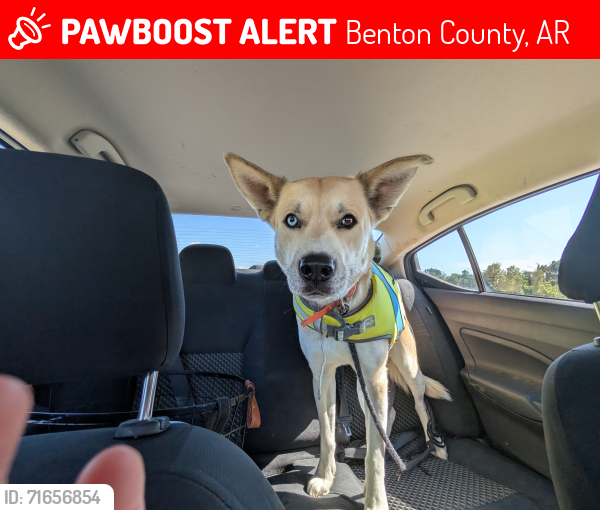 Lost Male Dog last seen Curtis rd and mount olive between Gravette and Centerton , Benton County, AR 72736