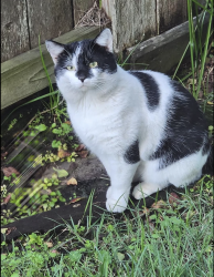 Lost Male Cat last seen Luna bella, Fort Bend County, TX 77406