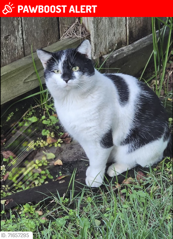 Lost Male Cat last seen Luna bella, Fort Bend County, TX 77406
