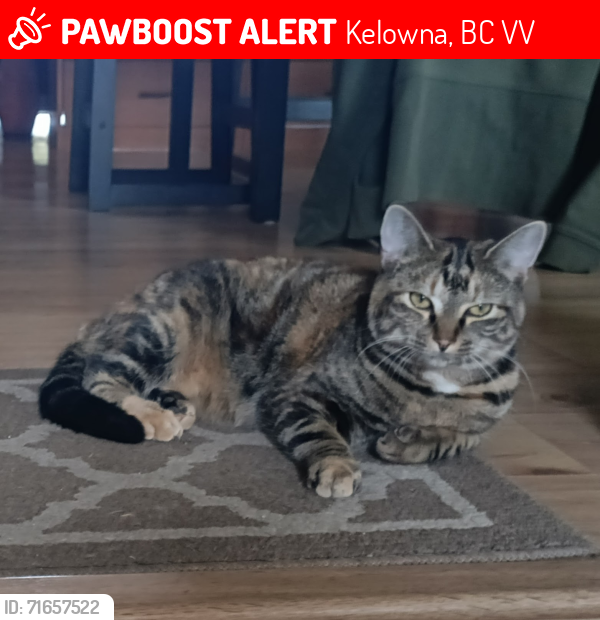 Lost Female Cat last seen Scenic Road, corner of Glenmore Road, Kelowna, BC V1V