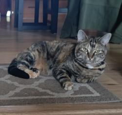 Lost Female Cat last seen Scenic Road, corner of Glenmore Road, Kelowna, BC V1V