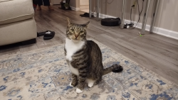 Lost Male Cat last seen Norton road east Brunswick nj, East Brunswick, NJ 08816