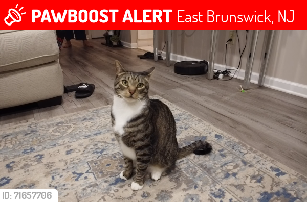 Lost Male Cat last seen Norton road east Brunswick nj, East Brunswick, NJ 08816