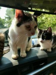 Lost Male Cat last seen Wellington apmts , Moon Township, PA 15108
