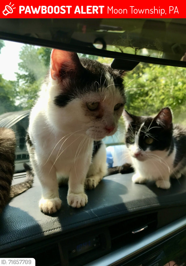 Lost Male Cat last seen Wellington apmts, Moon Township, PA 15108