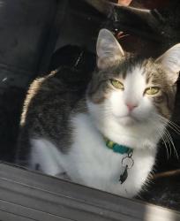 Lost Male Cat last seen Elk River, North Hills, North Little Rock, AR 72116