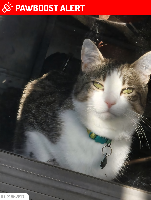 Lost Male Cat last seen Elk River, North Hills, North Little Rock, AR 72116