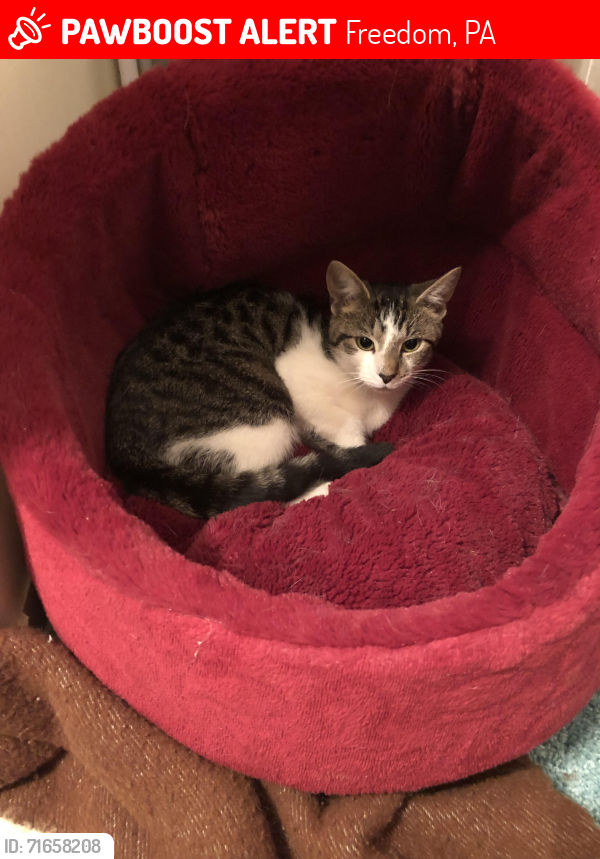 Lost Female Cat last seen Sproat Ave, Freedom, PA 15042