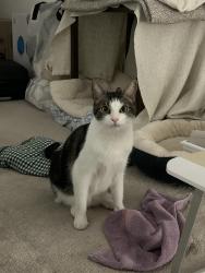 Lost Male Cat last seen Gun Tree Drive and Cold Plains Drive, Hacienda Heights, CA, Hacienda Heights, CA 91745