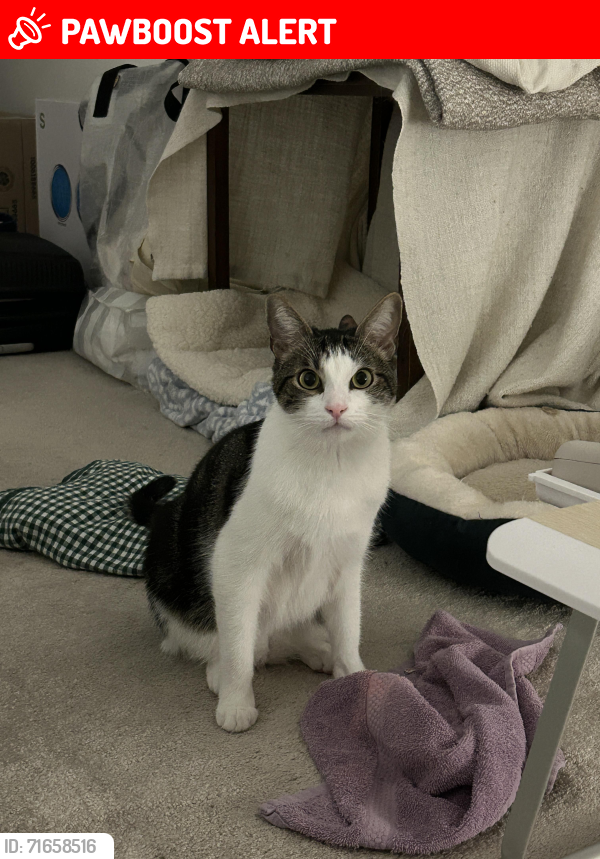 Lost Male Cat last seen Gun Tree Drive and Cold Plains Drive, Hacienda Heights, CA, Hacienda Heights, CA 91745