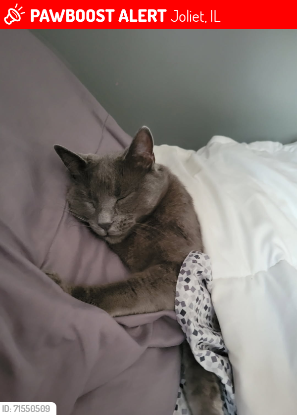 Lost Female Cat last seen Brenton Drive and von esch , Joliet il , Joliet, IL 60431