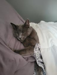 Lost Female Cat last seen Brenton Drive and von esch , Joliet il , Joliet, IL 60431