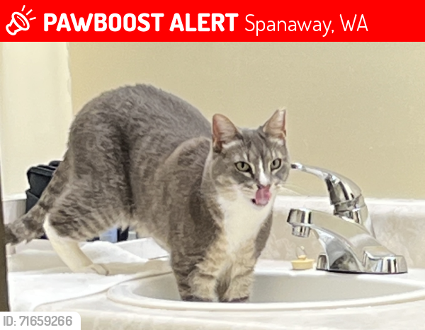 Lost Male Cat last seen Between 19th and 20th street or down by field  and trailer court on 22nd Ave past 209th Ave , Spanaway, WA 98387