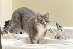 Lost Male Cat last seen Between 19th and 20th street or down by field  and trailer court on 22nd Ave past 209th Ave , Spanaway, WA 98387