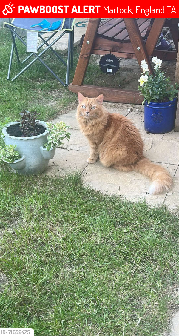 Lost Male Cat last seen Martock, Martock, England TA12