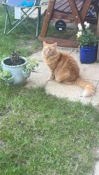Lost Male Cat last seen Martock, Martock, England TA12