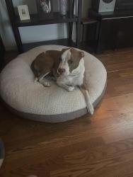 Lost Female Dog last seen 40th street , San Bernardino, CA 92407