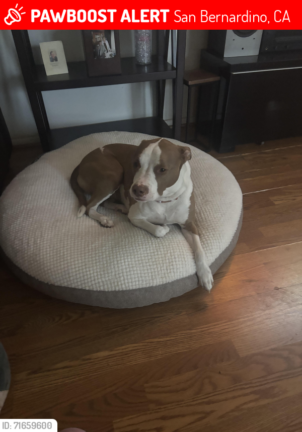Lost Female Dog last seen 40th street, San Bernardino, CA 92407