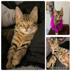 Lost Female Cat last seen Bruce St cardiff, Cardiff, Wales CF24 4QT