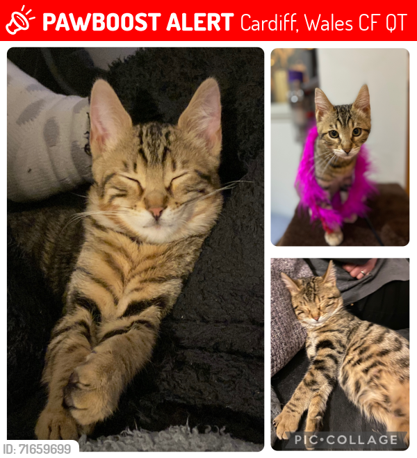 Lost Female Cat last seen Bruce St cardiff, Cardiff, Wales CF24 4QT
