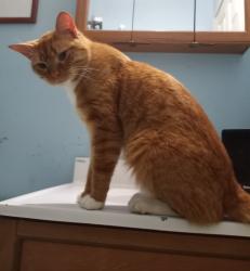 Lost Male Cat last seen E State Rd 45 close to Tunnel Rd, Bloomington, IN 47408