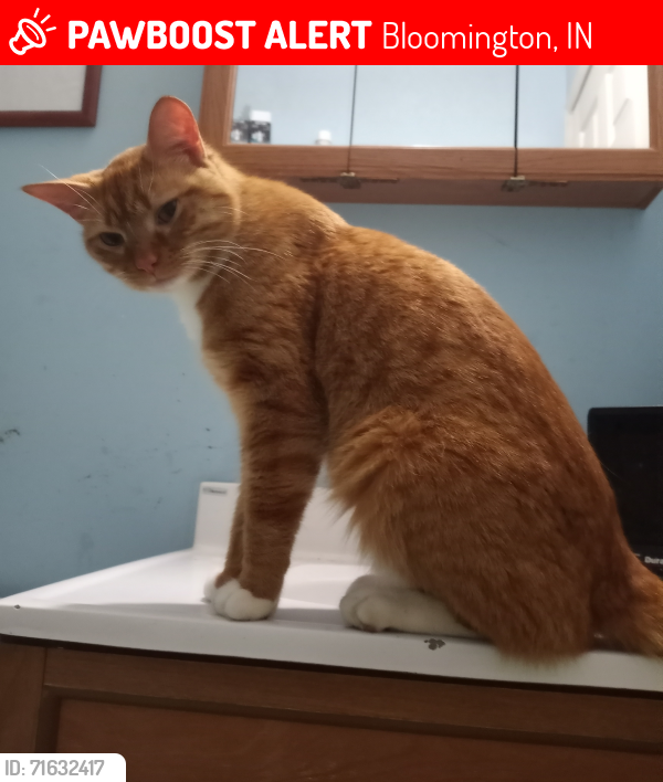 Lost Male Cat last seen E State Rd 45 close to Tunnel Rd, Bloomington, IN 47408
