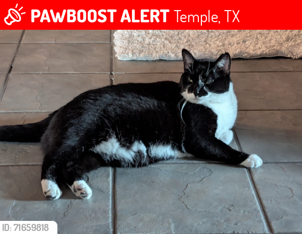 Lost Male Cat last seen Hattrick bluff, Temple, TX 76502