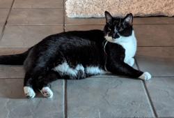 Lost Male Cat last seen Hattrick bluff, Temple, TX 76502