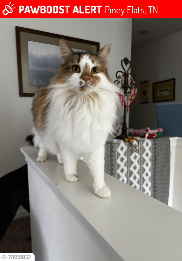 Lost Female Cat last seen Reward for safe return , Piney Flats, TN 37686