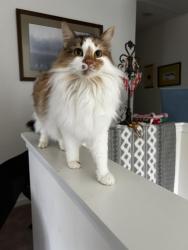 Lost Female Cat last seen Reward for safe return , Piney Flats, TN 37686
