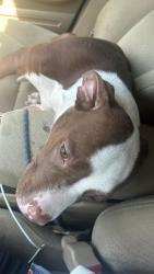 Lost Male Dog last seen Across from s tied on tree, Minneapolis, MN 55402