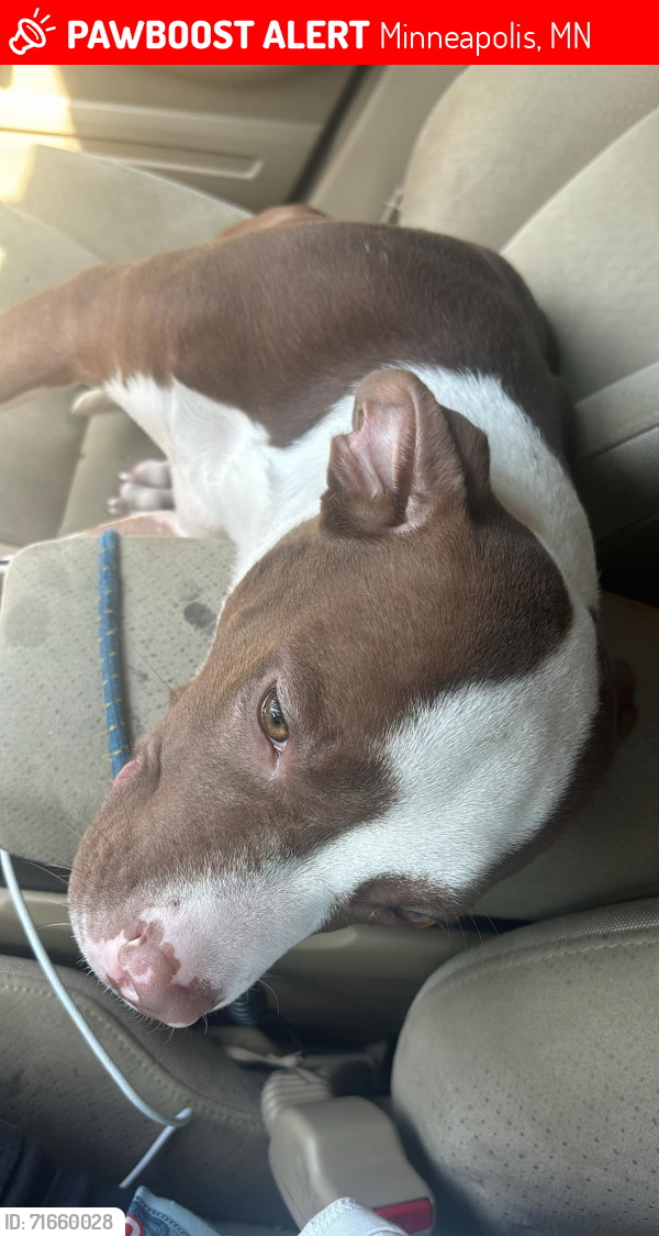 Lost Male Dog last seen Across from s tied on tree, Minneapolis, MN 55402