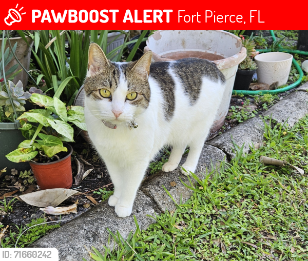 Lost Female Cat last seen Mariah Circle Fort Pierce, Florida , Fort Pierce, FL 34947