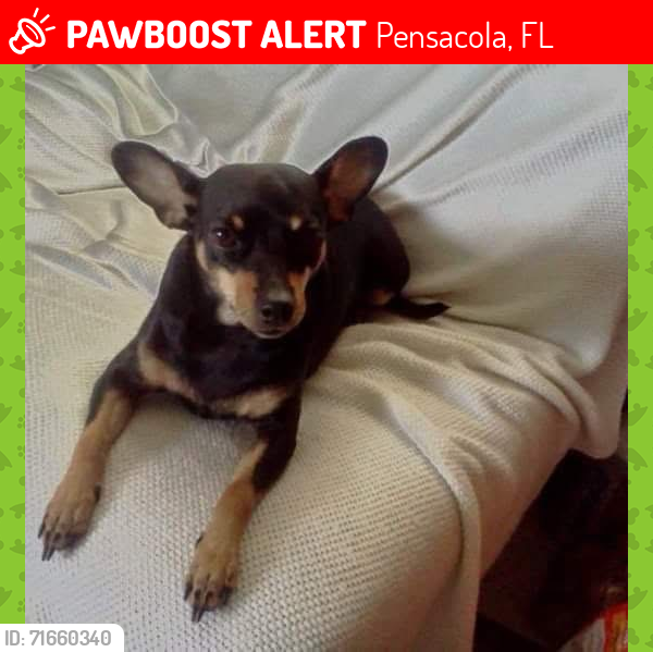 Lost Female Dog last seen Near Atwood Dr Pensacola Florida, Pensacola, FL 32514