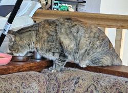 Lost Female Cat last seen Kings arms drive, john hancock dr, , Virginia Beach, VA 23452