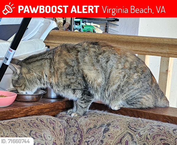 Lost Female Cat last seen Kings arms drive, john hancock dr, , Virginia Beach, VA 23452