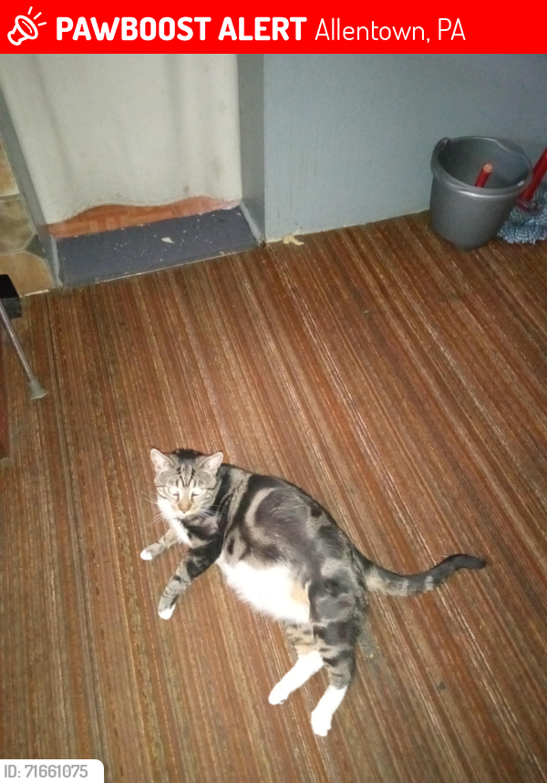 Lost Male Cat last seen Near th. St. Allentown PA 18102, Allentown, PA 18102