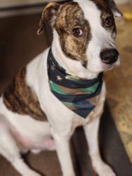 Reunited Male Dog last seen Norton Road, Darbydale, OH 43123