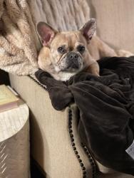 Lost Female Dog last seen Wright Ave , Little Rock, AR 72202