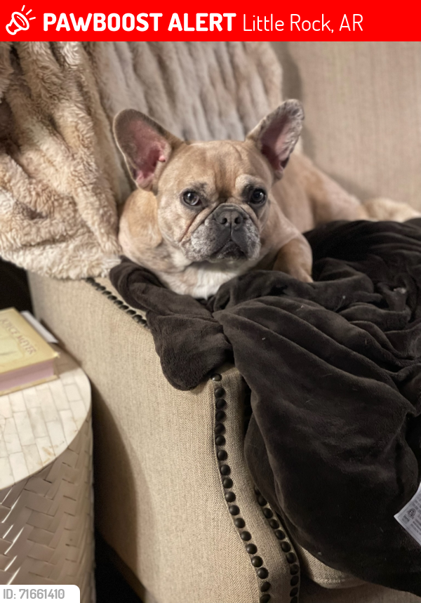 Lost Female Dog last seen Wright Ave , Little Rock, AR 72202