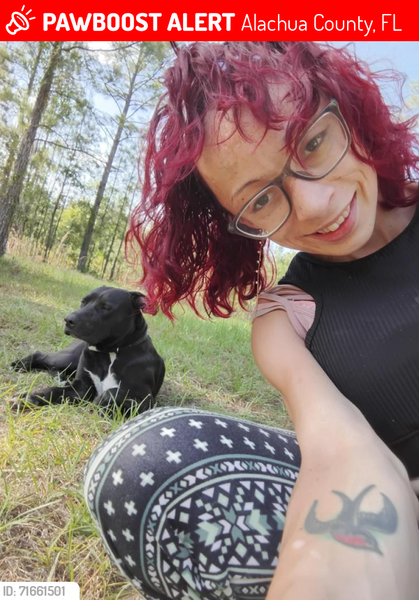 Lost Male Dog last seen Fairbanks circle k Gainesville fl 32609, Alachua County, FL 32609