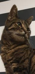 Lost Male Cat last seen Lambourn Drive, Bushmead, England LU2