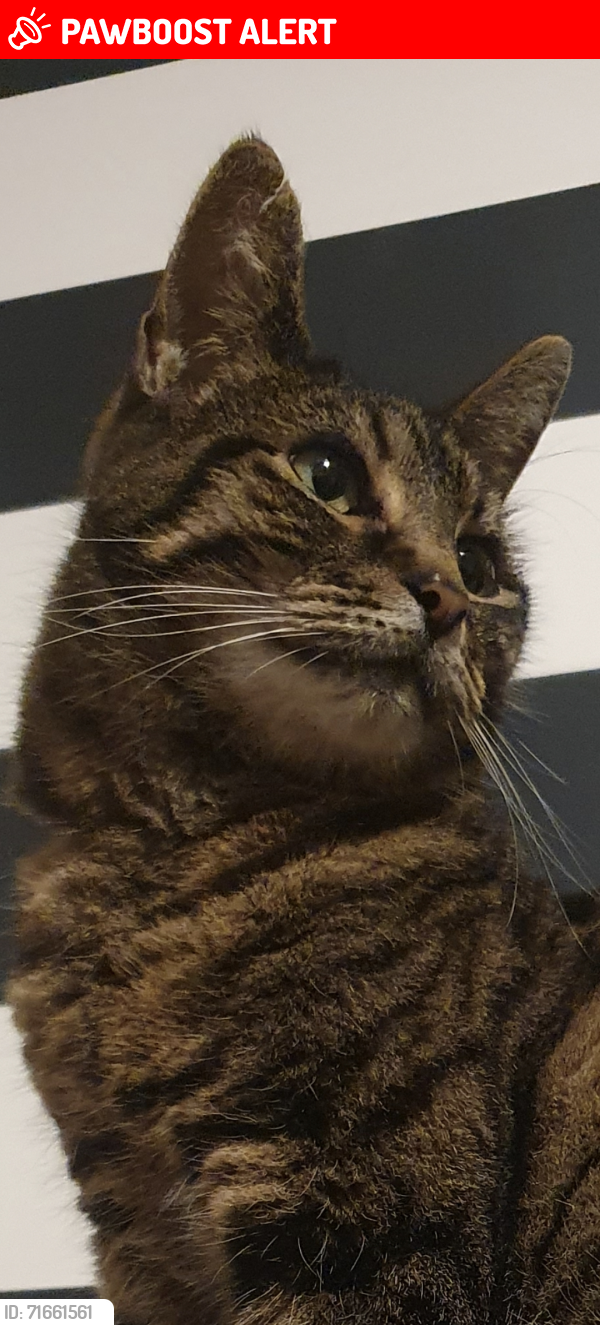 Lost Male Cat last seen Lambourn Drive, Bushmead, England LU2